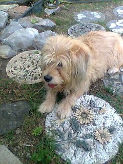 Best Friend Faithful Companion Nashville  37204
